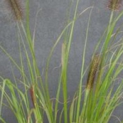 Pennisetum alopecuroides 'Moundry'