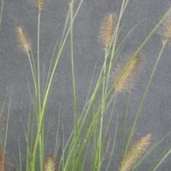 Pennisetum alopecuroides 'Ren� Guy Cadou'