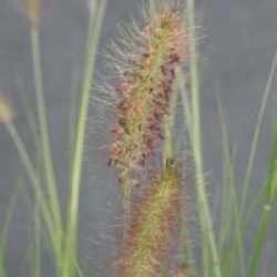 Pennisetum alopecuroides 'Ren� Guy Cadou'