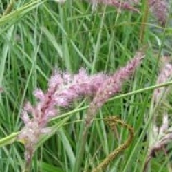 Pennisetum orientale - Pennisetum orientale