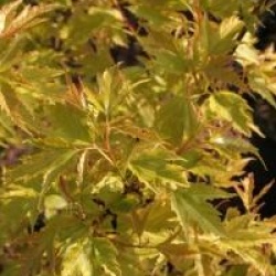 Acer tataricum subsp. ginnala 'Compacta'