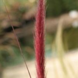 Pennisetum setaceum 'Rubrum'
