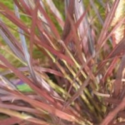Pennisetum setaceum 'Rubrum'