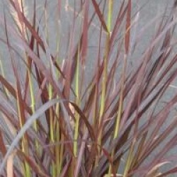 Pennisetum pourpre