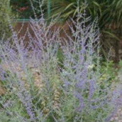 Perovskia atriplicifolia 'Blue Spire'
