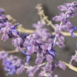 Perovskia atriplicifolia 'Blue Spire'
