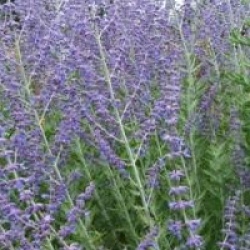 Perovskia atriplicifolia 'Blue Spire'