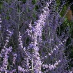 Perovskia atriplicifolia 'Blue Spire'
