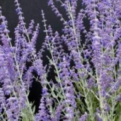 Perovskia atriplicifolia 'Little Spire' - Sauge de Sib�rie naine
