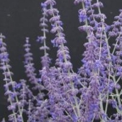 Perovskia atriplicifolia 'Little Spire'