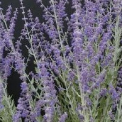Perovskia atriplicifolia 'Little Spire'