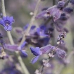 Sauge de Sib�rie Superba