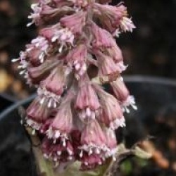 Petasites japonicus var. giganteus - P�tasite g�ante