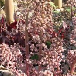 Petasites japonicus var. giganteus