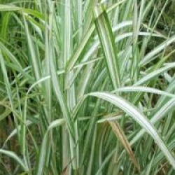 Phalaris arundinacea 'Feesey' - Phalaris Feesey