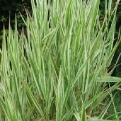 Phalaris arundinacea var. picta 'Picta'