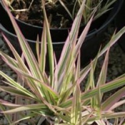 Phalaris arundinacea var. picta 'Picta'