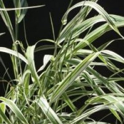 Phalaris arundinacea var. picta 'Picta'