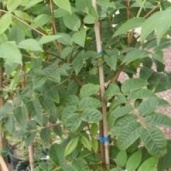 Phellodendron amurense - Arbre au li�ge de l'amour