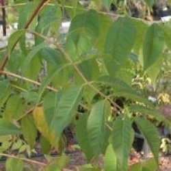 Phellodendron amurense