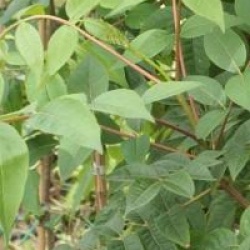 Phellodendron amurense