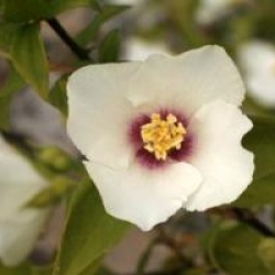 Philadelphus 'Belle Etoile'