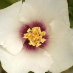 Philadelphus 'Belle Etoile'