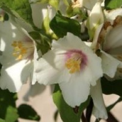 Philadelphus 'Belle Etoile'