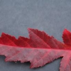 Acer tataricum subsp. ginnala 'Compacta'