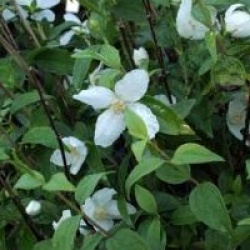 Philadelphus 'Buckley's Quill' - Seringat Buckley's Quill