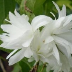 Philadelphus 'Buckley's Quill'