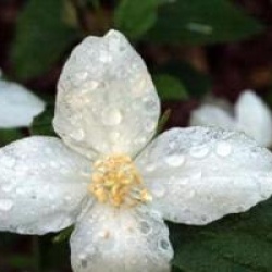 Philadelphus 'Buckley's Quill'