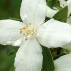 Philadelphus 'Silberregen' - Seringat Silberregen