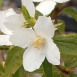 Philadelphus 'Silberregen'