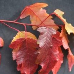 Acer tataricum subsp. ginnala 'Compacta'