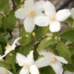 Philadelphus 'Silberregen'