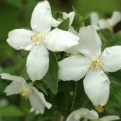 Philadelphus 'Silberregen'