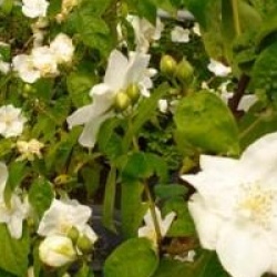 Philadelphus 'Snow Velvet'