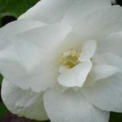 Philadelphus 'Snow Velvet'