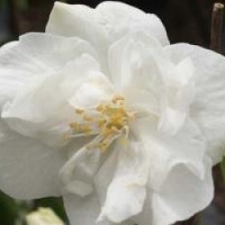 Philadelphus 'Snow Velvet'