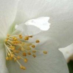 Philadelphus 'Snow Velvet'