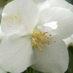 Philadelphus 'Snow Velvet'