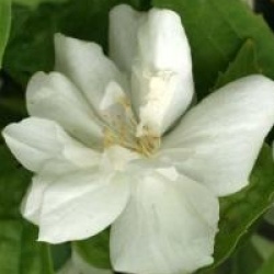 Philadelphus 'Snow Velvet'