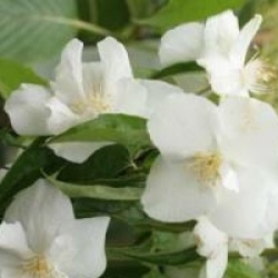 Philadelphus 'Snow Velvet'