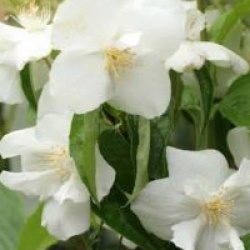 Seringat Snow Velvet