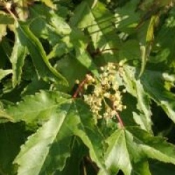 Acer tataricum subsp. ginnala 'Compacta'