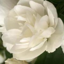 Philadelphus 'Virginal'