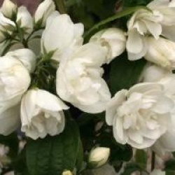 Philadelphus 'Virginal'