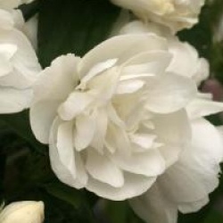 Philadelphus 'Virginal'