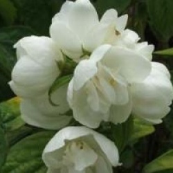 Philadelphus 'Yellow Hill' - Seringat dor�
